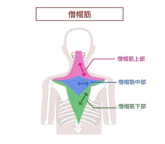 僧帽筋とは