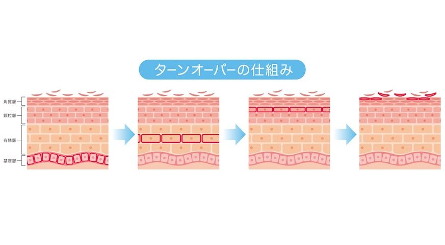 肌のターンオーバーとは