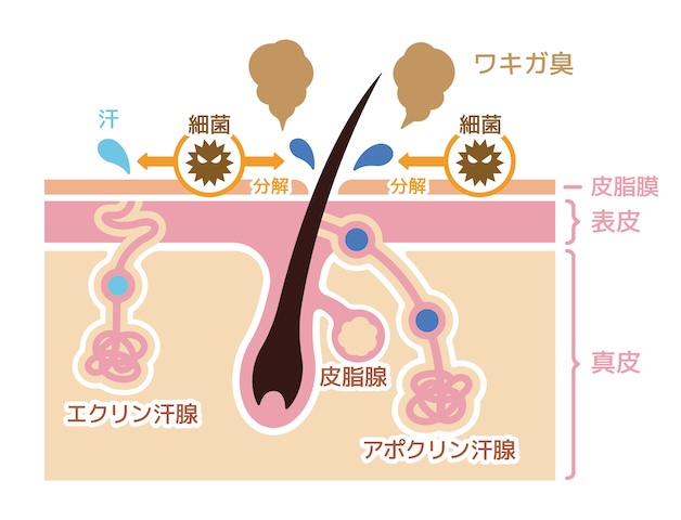 運動後の汗が臭い？ 汗に本来はにおいはない