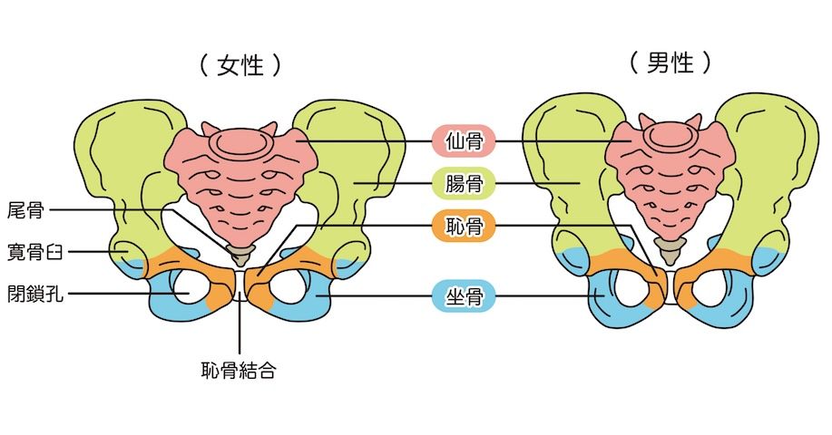 骨盤とは？ 骨盤が「開く」「閉じる（締まる）」「ゆがむ」の意味