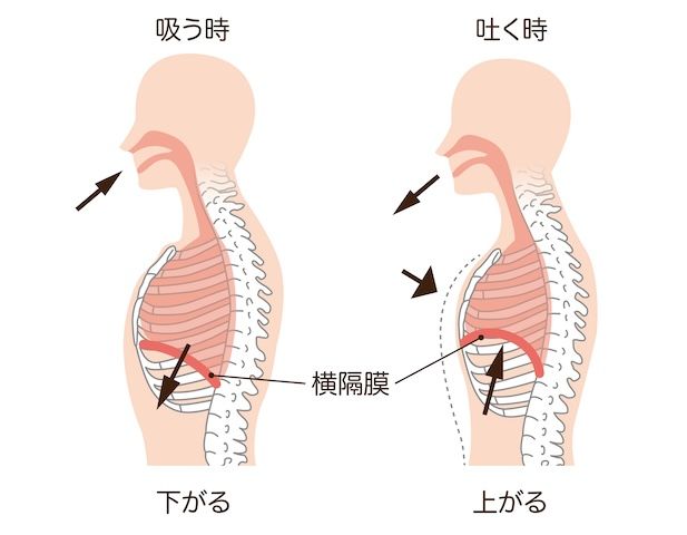 肋骨（胸式）呼吸のやり方：立ち・寝バージョン