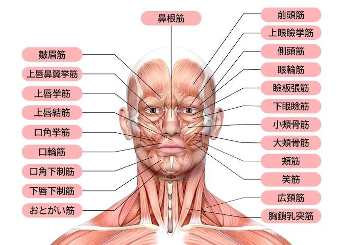 顔ヨガとは？ 普段使わない表情筋を動かそう