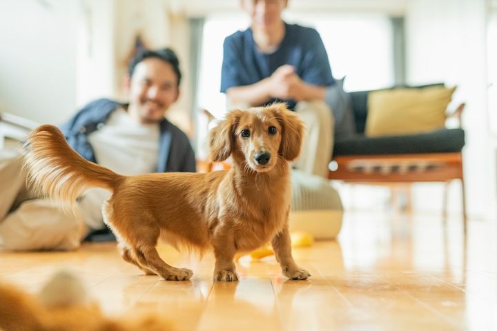 犬を飼う際に大人が大事にすべきこと