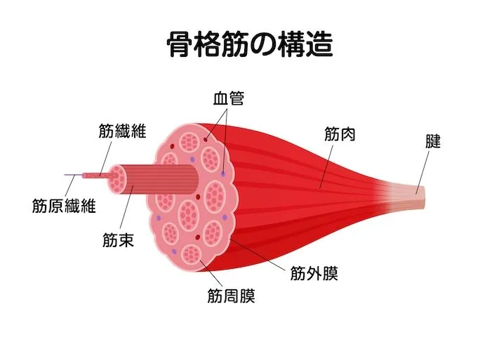 体が柔らかくなる仕組み