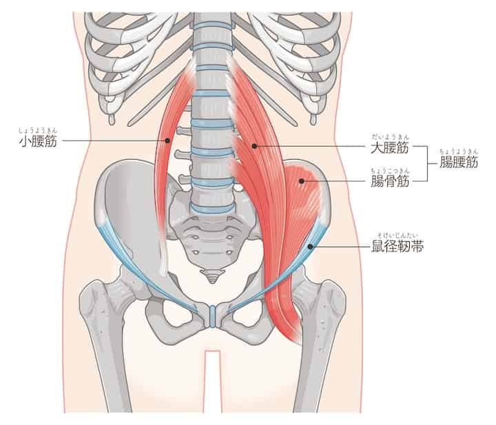 腸腰筋とはどのような筋肉か