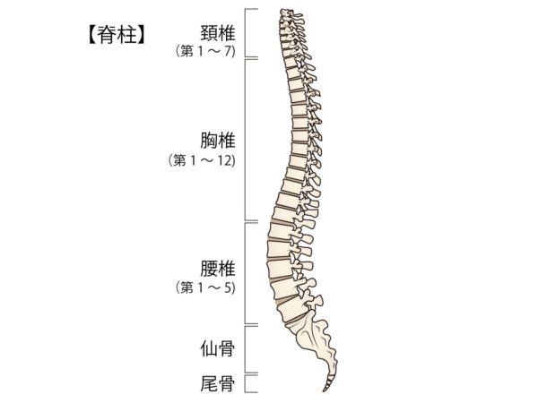 脊椎（背骨）とは、構造や仕組みを詳しく解説｜メディカルフロンティア