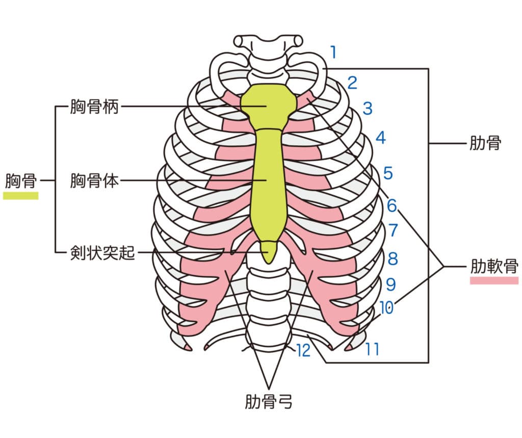 胸骨の正確な位置と形状