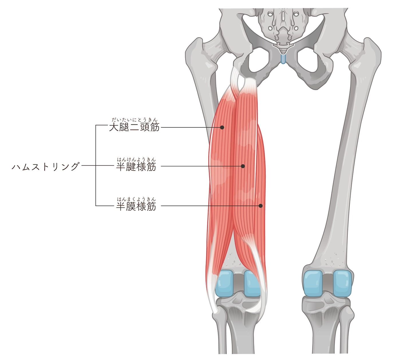 太もも裏を構成する3つの筋肉群と骨盤連動の役割
